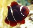 Maroon Clown Maroon Clown