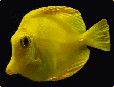 Yellow Tang Yellow Tang